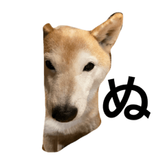 Sakura_20230706010705