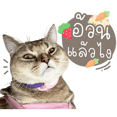 Jewlewlittlecat