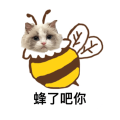 布偶小貓Nomi-諧音大挑戰！