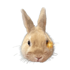 小毛頭球球生活日常