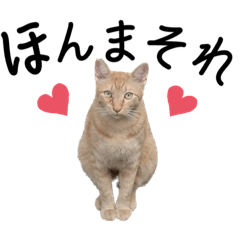 野良猫の関西弁スタンプ(一言バージョン)