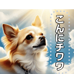 【犬】神々しいチワワ