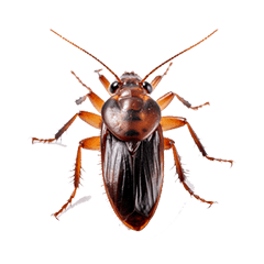 昆虫シリーズ - ゴキブリのフルスクリーン