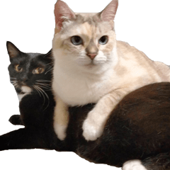MORI & SORA 2 Cats Anime
