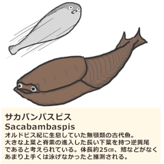 Sacabambaspis JP