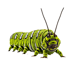 Insect Series - Caterpillar Full Screen