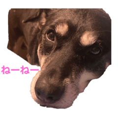 sakura_20230707191807