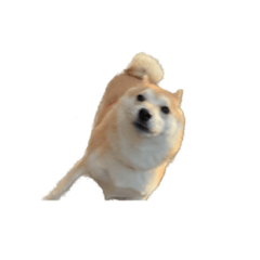Konatsukawaii