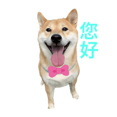 柴柴辛巴SimBA