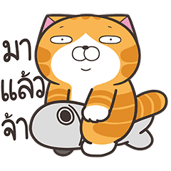 เหมียวซ่า : อย่าใจร้อน
