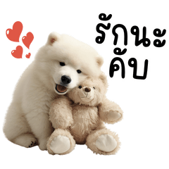 Be Friend Samoyed
