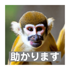 monkey_love_20230708011442