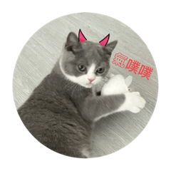 可愛喵表情包包