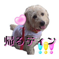 dog2plum