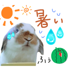 rabbit stamp Summer