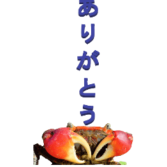 From crab2-BIG