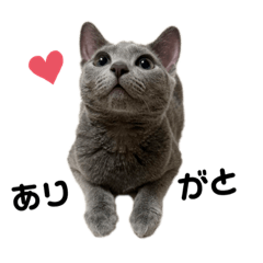 nekochan_20230708204821