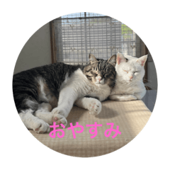 sakura_20230708224650