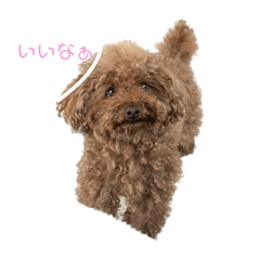 ToyPoodle Maroron