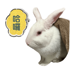阿殼2彈