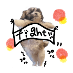 マルシーズーの茶々