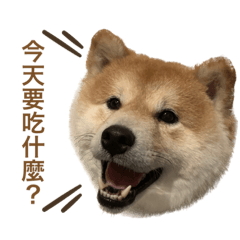 我是ㄉㄨㄞㄉㄨㄞ