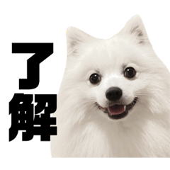 Japanese Spitz Reo's daily life