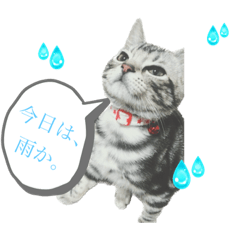 Y_20230709010306