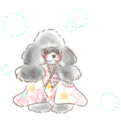 chrome in toy poodle