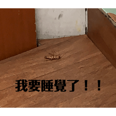 我真的很懶所以我不想打字 這是一個貼圖:)