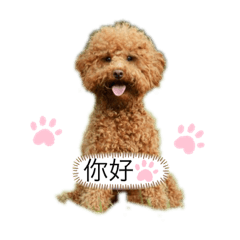 貴賓狗大小型犬