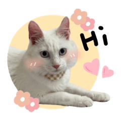毛毛！！