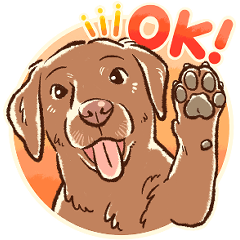 Kome, a Chocolate Labrador Retrieve