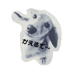 miniature dachshund sakura japan