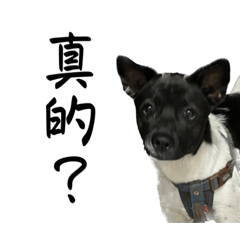 我最可愛的牛奶呀