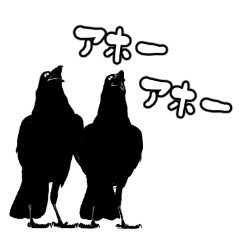 Funny crow stickers