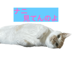 HoneyCat_20230711152234