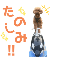 ToyPoodle of Maroron