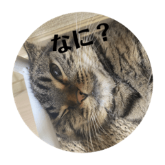 sakura_20230712015729