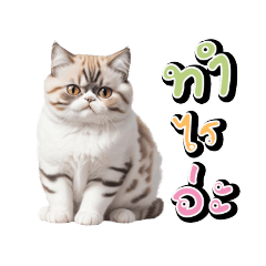 Cute Cat Exotic Shorthair