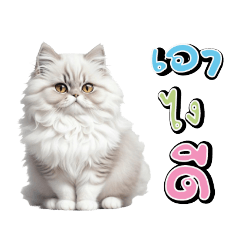 Cute Cat Persian