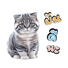 Cute Cat Scottish Fold