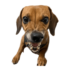 可愛ㄏㄧㄏㄧ怪