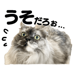 kawaiimofumofu cat