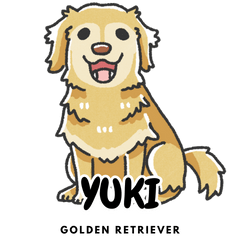 Golden Retriever_yuki