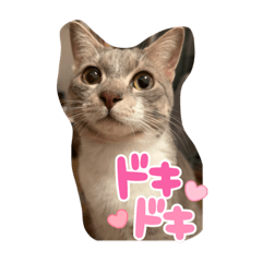 s.hibiki_20230713190843