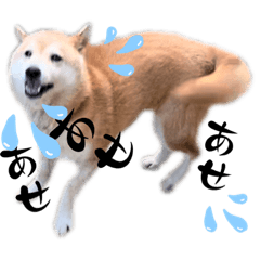 Shiba communication 1