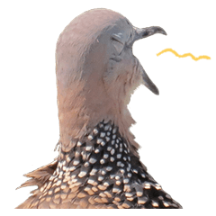 Azhu the Spotted Dove 2