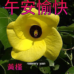 賞花早安圖13