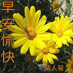 賞花早安圖12